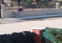 Θεσσαλονίκη: «Ήθελα μόνο να το τρομάξω» λέει η ηλικιωμένη που πέταξε μπαστούνι σε σκύλο