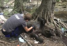 ΥΠΕΝ: Σε εξέλιξη οι έρευνες για τη θανάτωση των τριών αρκούδων στη Φλώρινα