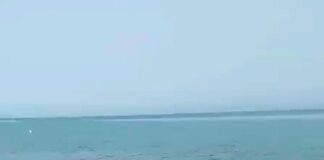 Σκύλος & θάλασσα, νέα νομοθεσία – Όλες οι απαντήσεις απο την σχολή Veranis K9 Center