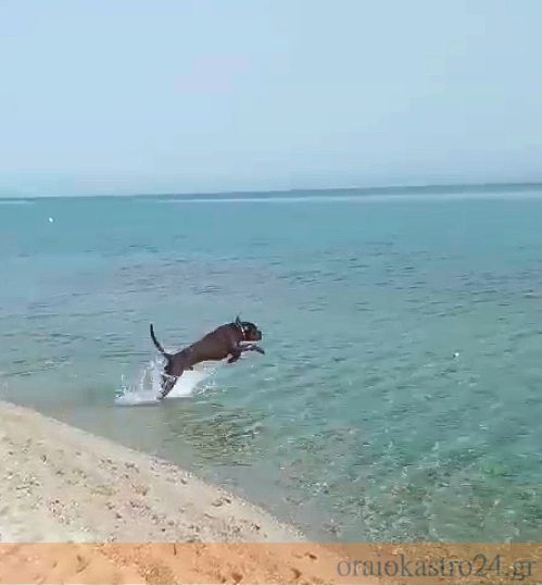 σκυλος θαλασσα