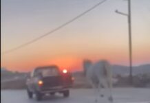 Μύκονος: Έδεσαν άλογο με σχοινί και το έσερναν με αγροτικό , βίντεο