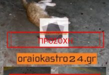 Κτηνωδία και στο Ωραιόκαστρο – Δολοφόνησαν 3μηνων γατάκι με βασανιστήρια – ΣΚΛΗΡΕΣ ΕΙΚΟΝΕΣ
