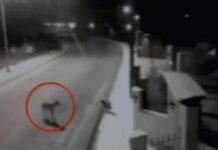 Θεσσαλονίκη: Βίντεο από λύκους που κατασπαράζουν αδέσποτους σκύλους και γάτες