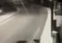 Θεσσαλονίκη: Λύκος κατασπάραξε μικρό αδέσποτο σκυλάκι, βίντεο