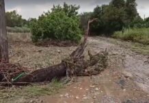 Ωραιόκαστρο: Μεγάλες καταστροφές στην Νεοχωρούδα – Πλημμύρισαν ρέματα, χάθηκαν δρόμοι, βίντεο