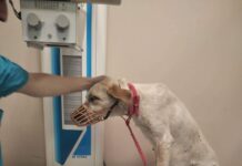 Ωραιόκαστρο: Γλύτωσε απο το τροχαίο το αδέσποτο- Δείτε απο τι θα πέθαινε