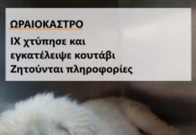 Ωραιόκαστρο: ΙΧ χτύπησε και εγκατέλειψε κουτάβι – Ζητούνται πληροφορίες
