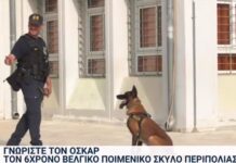 Θεσσαλονίκη: Αστυνομικός βελγικός ποιμενικός σκύλος κλέβει τις εντυπώσεις στα σχολεία