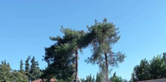 Επικίνδυνα δέντρα στο Δήμο Ωραιοκάστρου έπειτα απο υποδείξεις