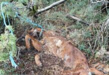 Σκληρά βασανιστήρια σκύλων στην Καστοριά – Σκληρές εικόνες