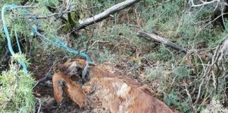 Σκληρά βασανιστήρια σκύλων στην Καστοριά – Σκληρές εικόνες