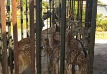 27 ελάφια βρέθηκαν σε… μαντρί – Μάστιγα η παράνομη αιχμαλωσία άγριων ζώων