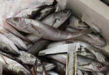 Θεσσαλονίκη: Κατασχέθηκαν 24 κιλά μπακαλιάροι στην ιχθυόσκαλα της Μηχανιώνας