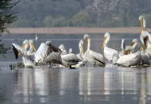 Μετά από 28 χρόνια αναμονής, η χώρα μας προχώρησε στην κύρωση της AEWA