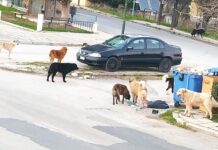 Ωραιόκαστρο: Μέσω Facebook καλεί τον δήμο ο πρόεδρος Δρυμού να δράσει για τα αδέσποτα
