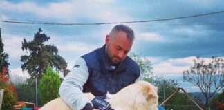Ας μιλήσουμε για την σπουδαιότητα της εκπαίδευσης σκύλων, μέρος πρώτο