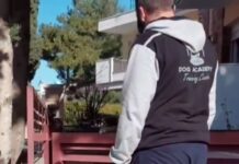 Τι να κάνω όταν ο σκύλος μου δεν είναι ήρεμος στη βόλτα; – Ένας πιστοποιημένος εκπαιδευτής μας απαντά