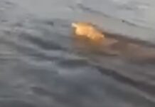 Λύκος που κολυμπούσε στη θάλασσα έγινε… viral, βίντεο