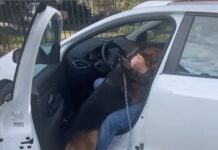 Θεσσαλονίκη: Η συγκινητική στιγμή που σκύλος ξαναβρίσκει τον κηδεμόνα του μετά από 5 χρόνια, βίντεο