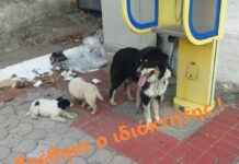 Ωραιόκαστρο: Τα σκυλάκια γυρνάνε σπίτι τους! Ευχαριστούμε όσους βοήθησαν για αυτό !