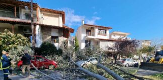ΤΩΡΑ Πτώση δέντρου πάνω σε ΙΧ στο Ωραιόκαστρο, φωτο