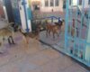 αδεσποτα