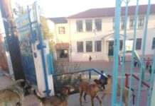 Αγέλη αδέσποτων έξω και μέσα σε δημοτικό σχολείο του Ωραιοκάστρου