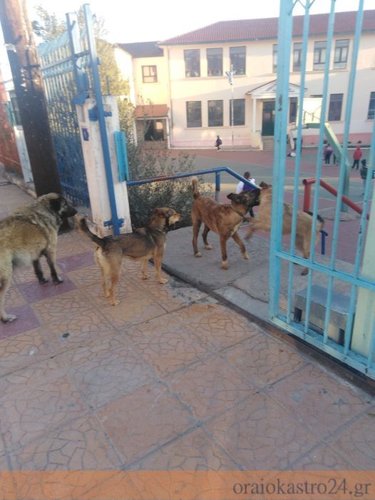 αδεσποτα