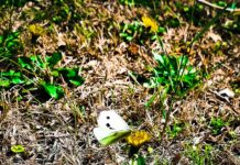 Ανοιξιάτικος ο καιρός σήμερα – Αλλαγή αύριο – Αναλυτική πρόγνωση