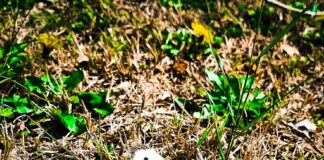 Αίθριος ο καιρός της Κυριακής με μικρή πτώση της θερμοκρασίας