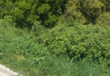 Ωραιόκαστρο: Αγριογούρουνο κόβει βόλτες στα όρια του αστικού ιστού, φωτο