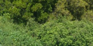 Ωραιόκαστρο: Αγριογούρουνο κόβει βόλτες στα όρια του αστικού ιστού, φωτο