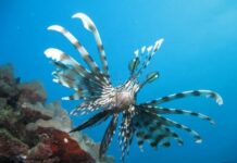 Elafonisos Eco: Προειδοποιεί για την εισβολή του λεοντόψαρου που απειλεί τα οικοσυστήματα της Μεσογείου
