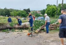 Ωραιόκαστρο: Πτώση δέντρου σε ΙΧ