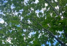 Ο καιρός σήμερα – Αναλυτική πρόγνωση
