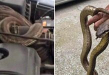 Θεσσαλονίκη: Φίδι 1,5 μέτρων βρέθηκε σε κινητήρα αυτοκινήτου