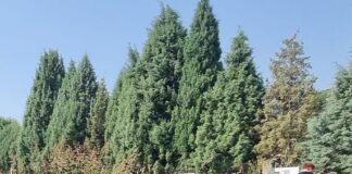 Ωραιόκαστρο: Και πάλι πνιγμένα στα χόρτα με κίνδυνο φιδιών τα κοιμητήρια Μονολόφου