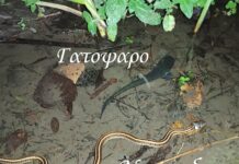 Νερόφιδο μαζί με Γατόψαρο στη λίμνη Ωραιοκάστρου! Βιντεο