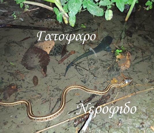 Νερόφιδο μαζί με Γατόψαρο στη λίμνη Ωραιοκάστρου! Βιντεο