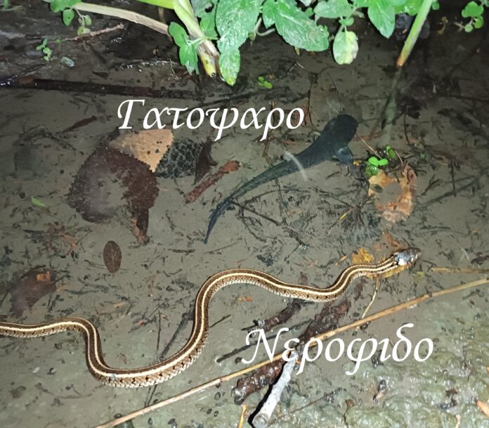 2ο φιδ αντιγρ