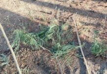Ωραιόκαστρο: Άγνωστοι κατέστρεψαν δέντρα σε αυλή σχολείου