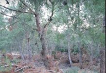Ωραιόκαστρο: Στον εισαγγελέα θα προσφύγει πολίτης για να αποφύγουμε πυρκαγιά