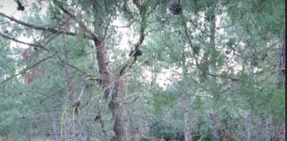 Ωραιόκαστρο: Στον εισαγγελέα θα προσφύγει πολίτης για να αποφύγουμε πυρκαγιά