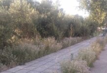 ΠΡΟΣΟΧΗ : Φίδια κρυμμένα κοντά σε παιδική χαρά στο Ωραιόκαστρο
