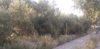 ΠΡΟΣΟΧΗ : Φίδια κρυμμένα κοντά σε παιδική χαρά στο Ωραιόκαστρο