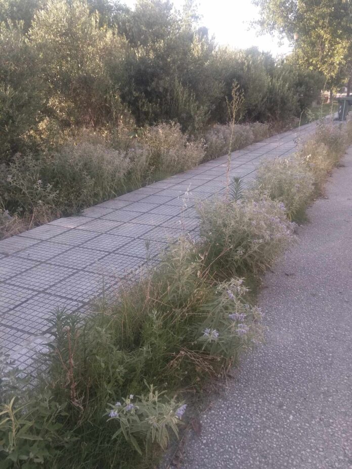 χορτα