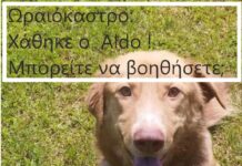 Ωραιόκαστρο: Χάθηκε ο Αldo – Μπορείτε να βοηθήσετε;