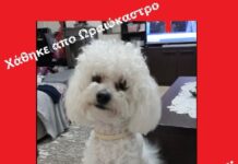 Χάθηκε το σκυλάκι απο Ωραιόκαστρο – Είναι φρεσκοχειρουργημένο – Μπορείτε να βοηθήσετε;