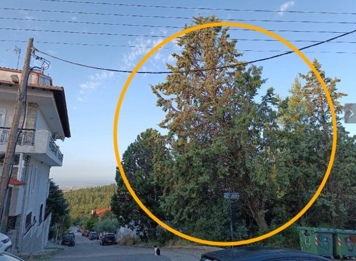δεντρο111