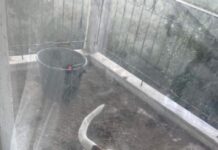 Ωραιόκαστρο: Άθλιες συνθήκες διαβίωσης σκύλων – Βίντεο ντροπής